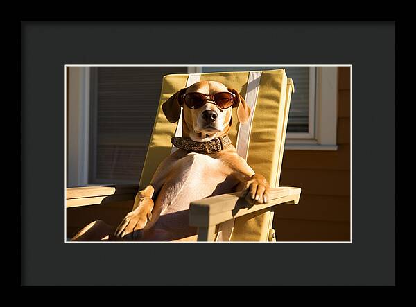 Canine Chillout - Framed Print