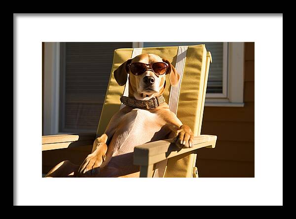 Canine Chillout - Framed Print