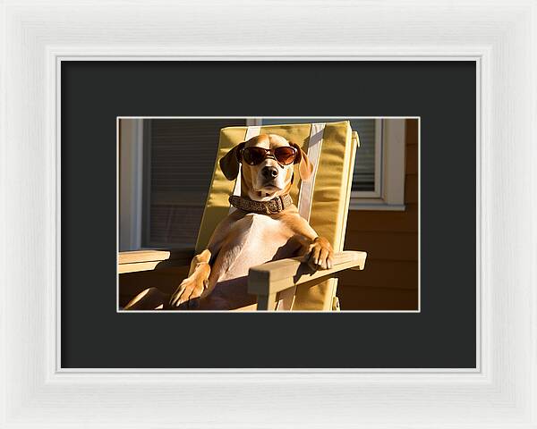 Canine Chillout - Framed Print
