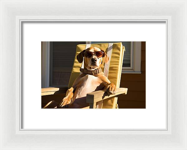 Canine Chillout - Framed Print