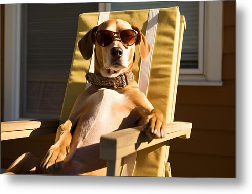 Canine Chillout - Metal Print