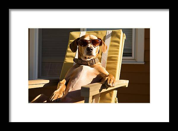 Canine Chillout - Framed Print