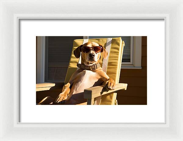 Canine Chillout - Framed Print