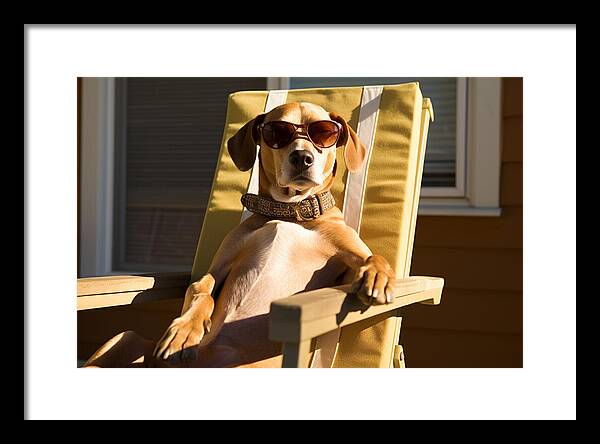 Canine Chillout - Framed Print