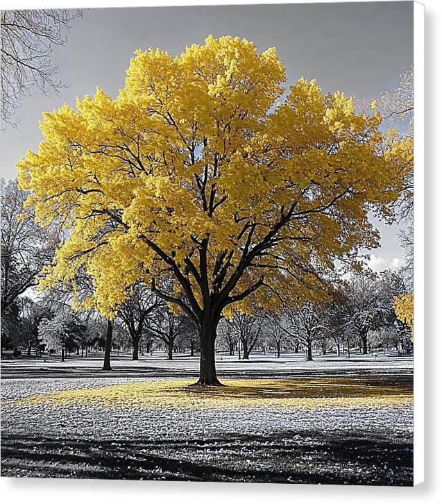 Golden Glow - Canvas Print