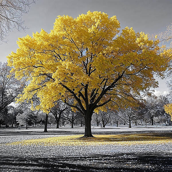 Golden Glow - Art Print