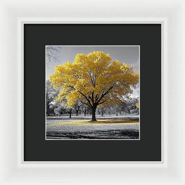 Golden Glow - Framed Print