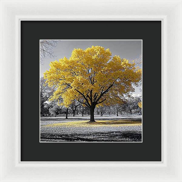 Golden Glow - Framed Print
