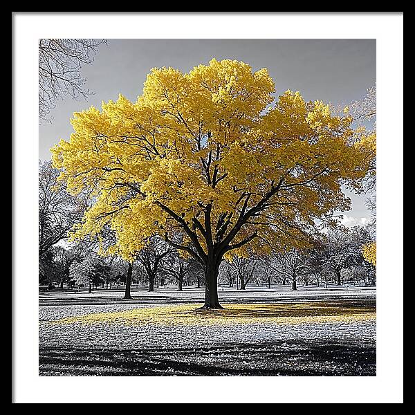 Golden Glow - Framed Print