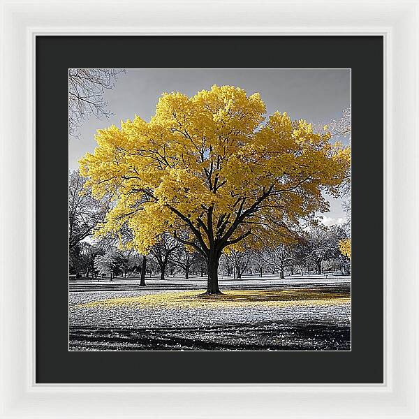 Golden Glow - Framed Print