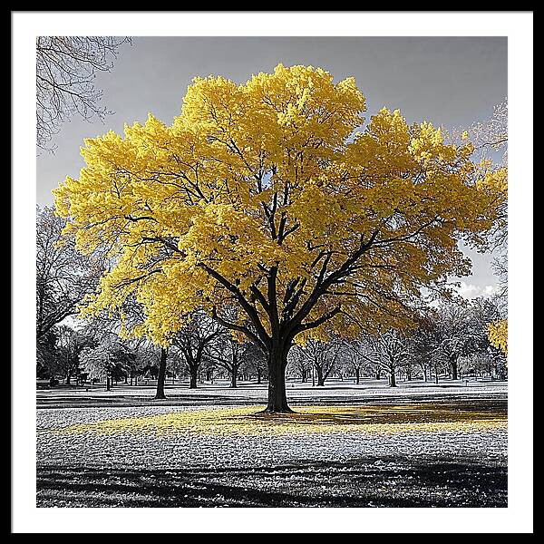 Golden Glow - Framed Print
