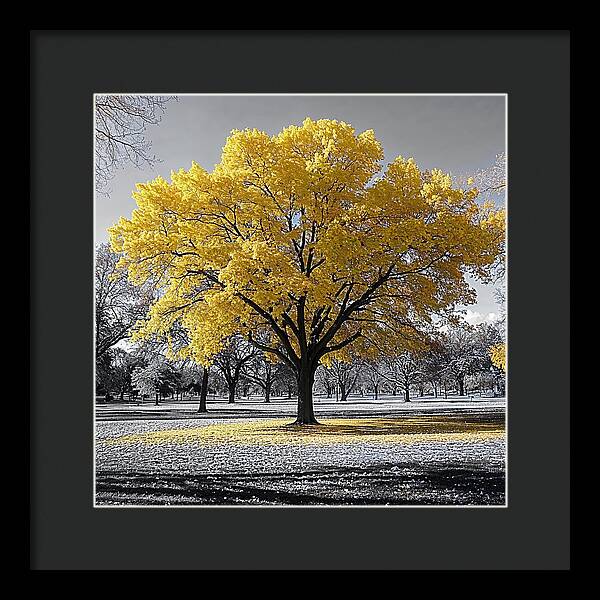 Golden Glow - Framed Print
