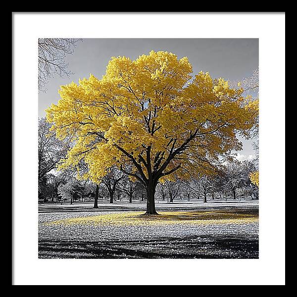 Golden Glow - Framed Print