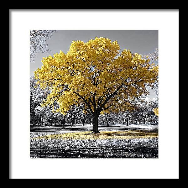 Golden Glow - Framed Print