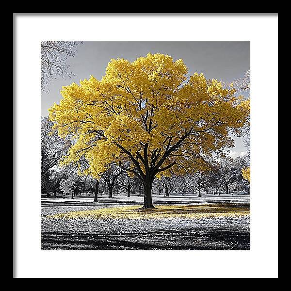 Golden Glow - Framed Print
