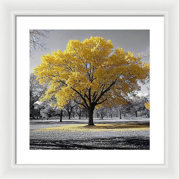 Golden Glow - Framed Print