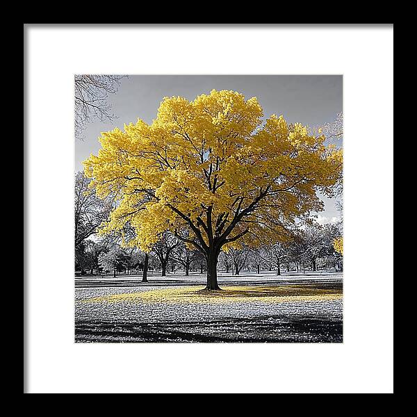 Golden Glow - Framed Print