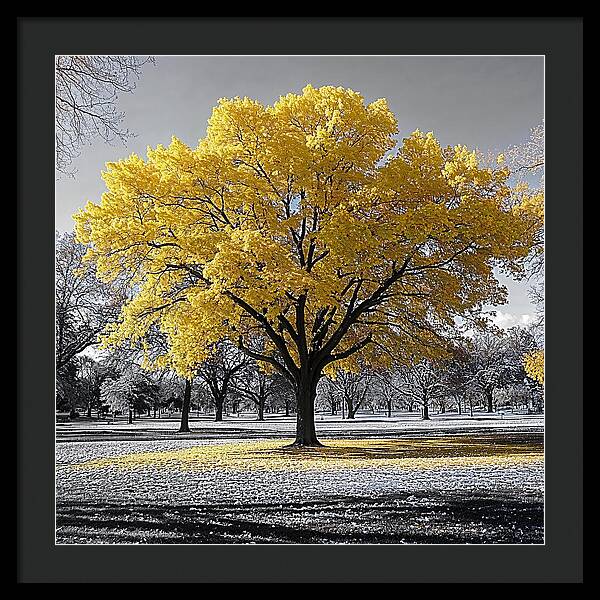 Golden Glow - Framed Print