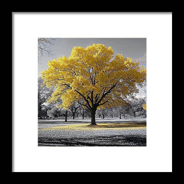 Golden Glow - Framed Print