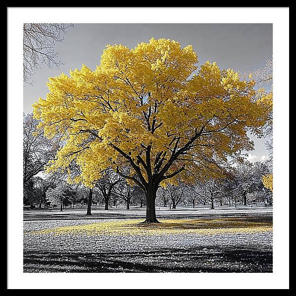 Golden Glow - Framed Print