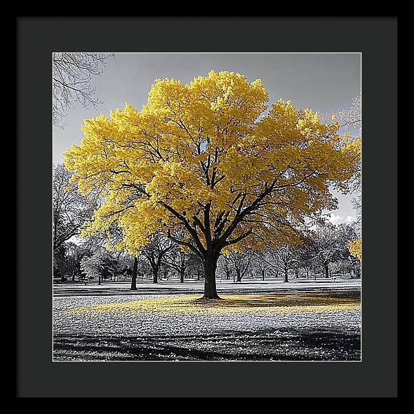 Golden Glow - Framed Print