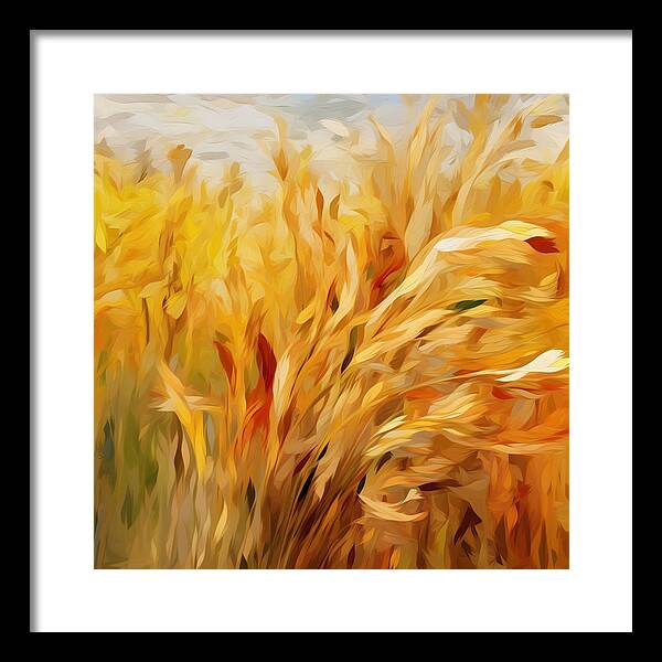 Golden Harvest - Framed Print