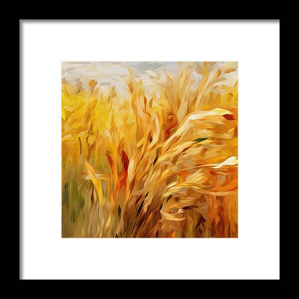 Golden Harvest - Framed Print