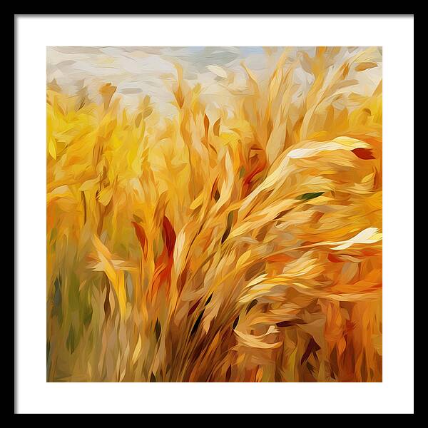 Golden Harvest - Framed Print