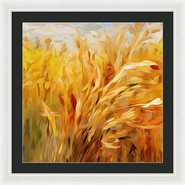 Golden Harvest - Framed Print