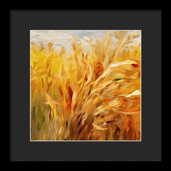 Golden Harvest - Framed Print