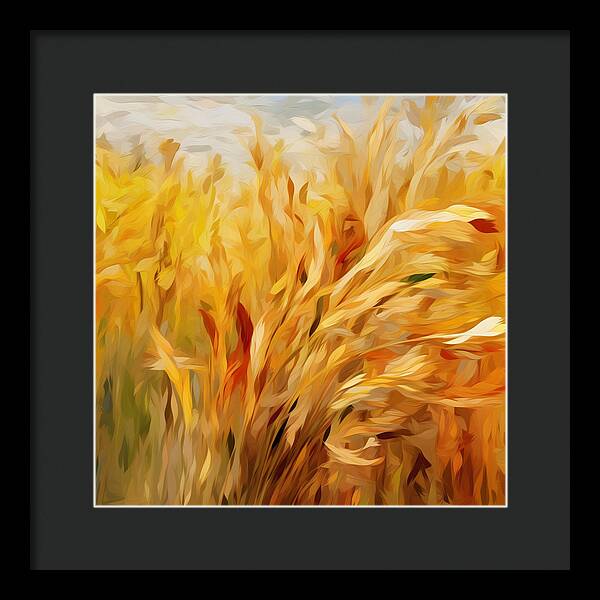 Golden Harvest - Framed Print