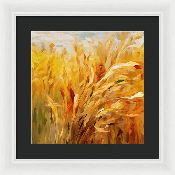 Golden Harvest - Framed Print