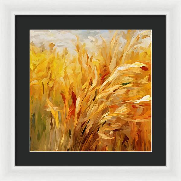 Golden Harvest - Framed Print
