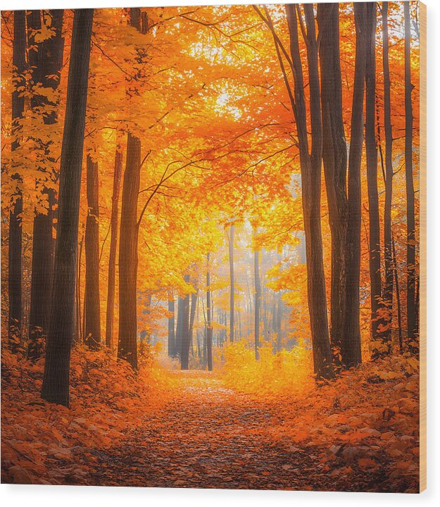 Golden Pathway - Wood Print