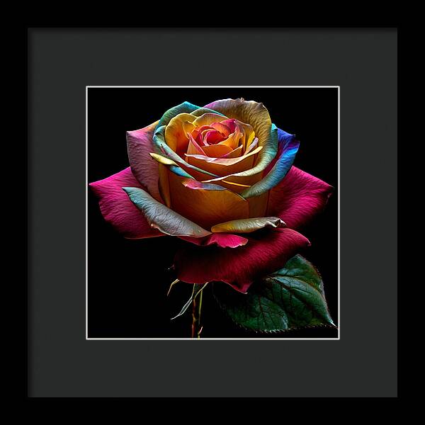 Rainbow Petals - Framed Print