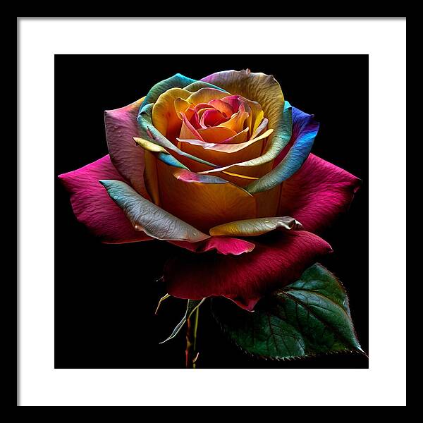 Rainbow Petals - Framed Print