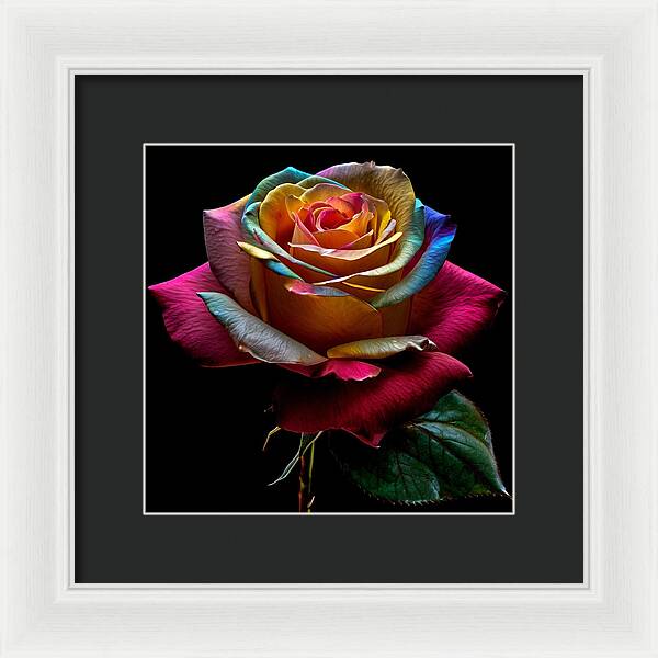 Rainbow Petals - Framed Print