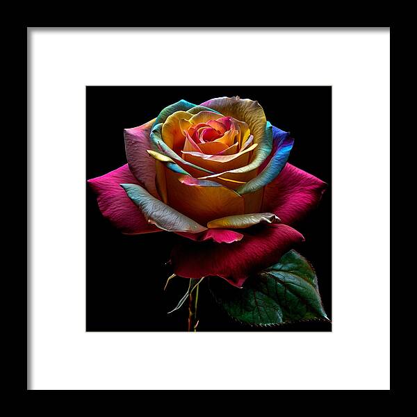Rainbow Petals - Framed Print