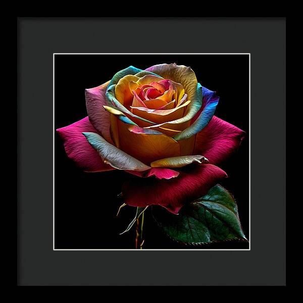 Rainbow Petals - Framed Print