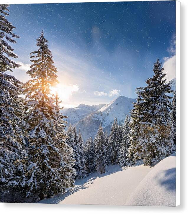 Whispering Pines - Canvas Print