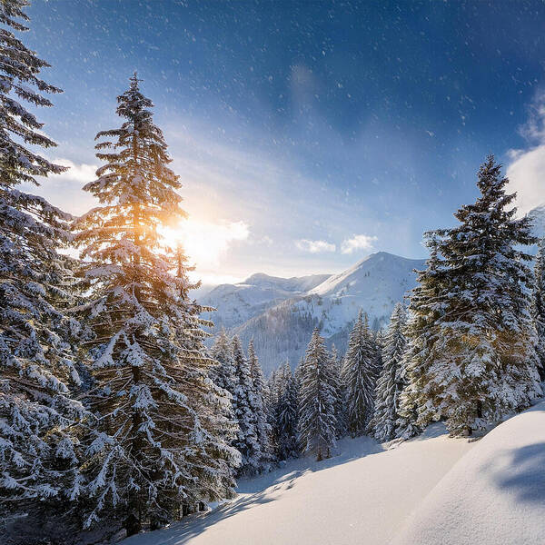 Whispering Pines - Art Print