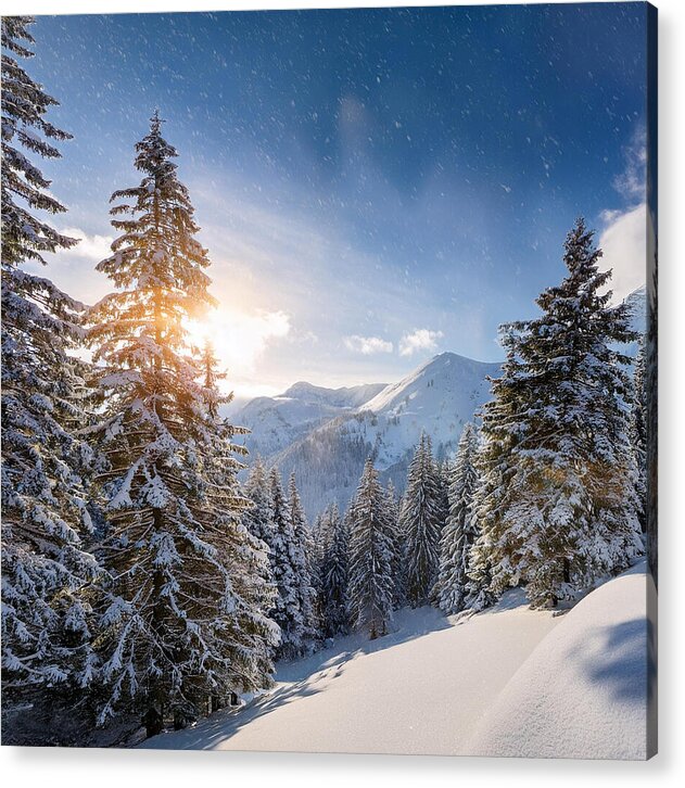 Whispering Pines - Acrylic Print