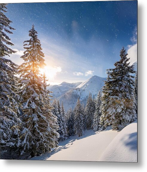 Whispering Pines - Metal Print