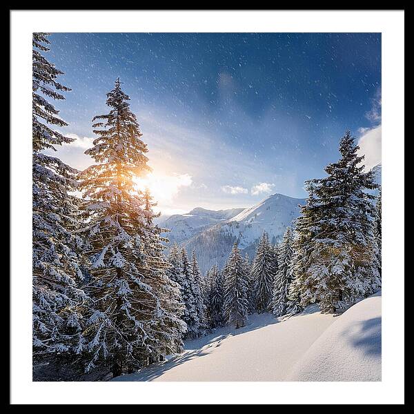 Whispering Pines - Framed Print