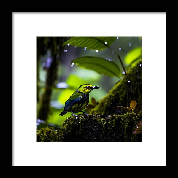 Whispers of Rain - Framed Print