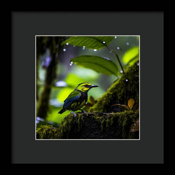 Whispers of Rain - Framed Print