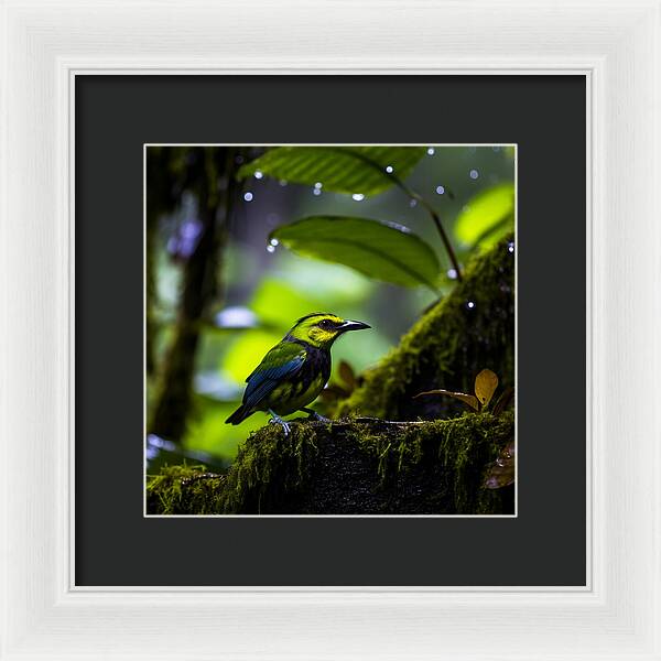 Whispers of Rain - Framed Print
