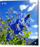 Switch Blue Beauty - Acrylic Print 2 image