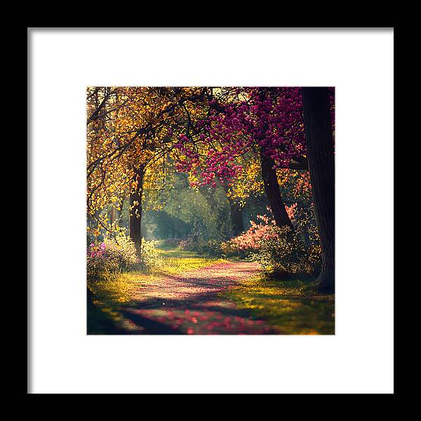 Dappled Light - Framed Print