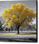 Switch Golden Glow - Canvas Print 2 image